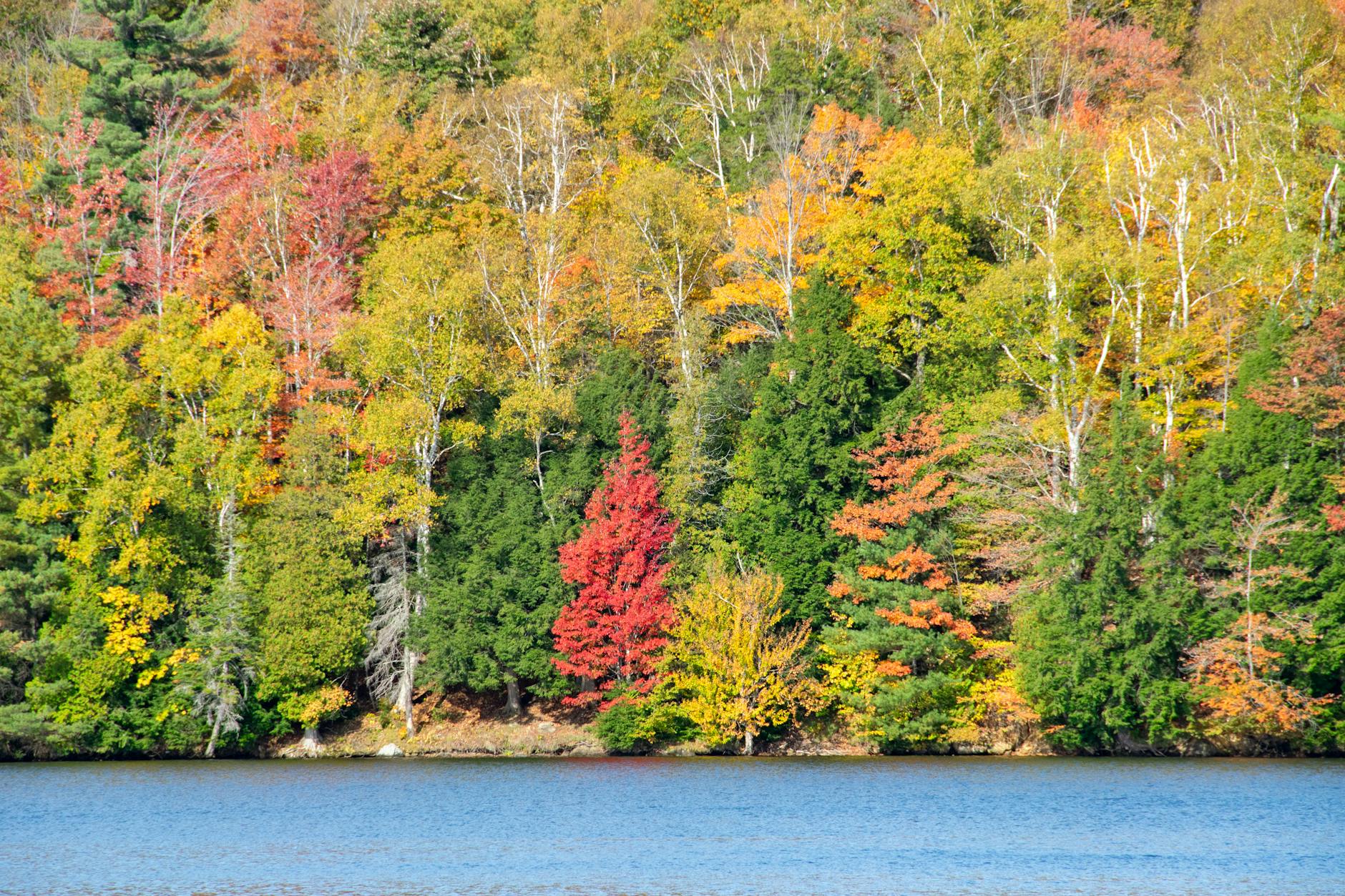 vibrant autumn foliage by tranquil pond